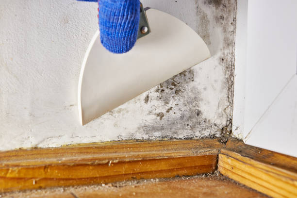 Best Mold Prevention Services  in Holualoa, HI