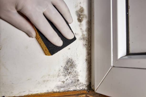 Best Mold Damage Restoration  in Holualoa, HI
