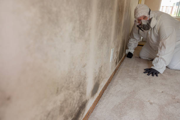 Best Attic Mold Removal  in Holualoa, HI
